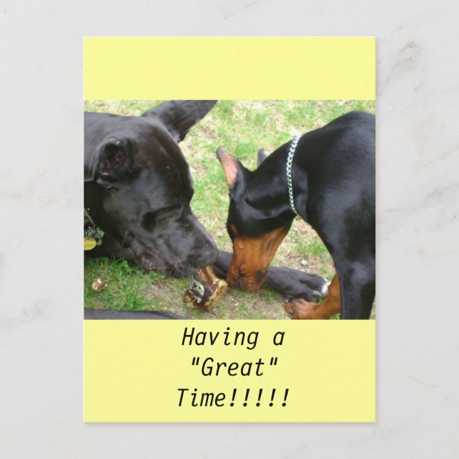 Great Dane and Doberman Post Card (Front)