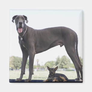 Great dane and small mixed-breed dog magnet
