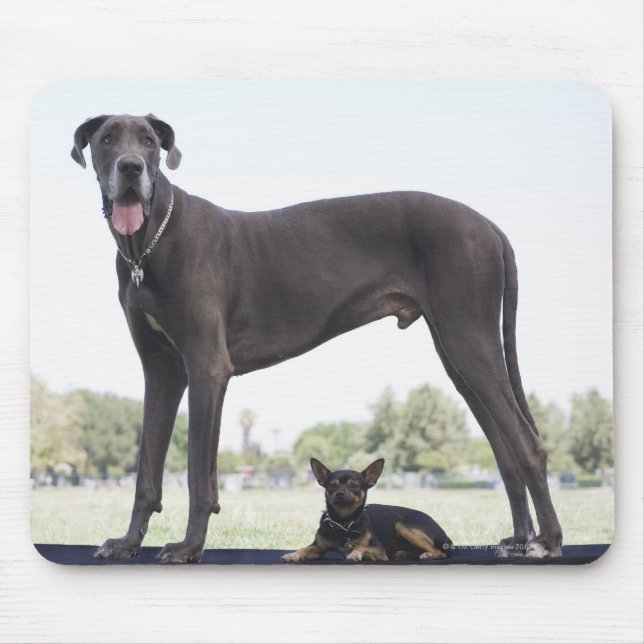 Great dane and small mixed-breed dog mouse pad (Front)