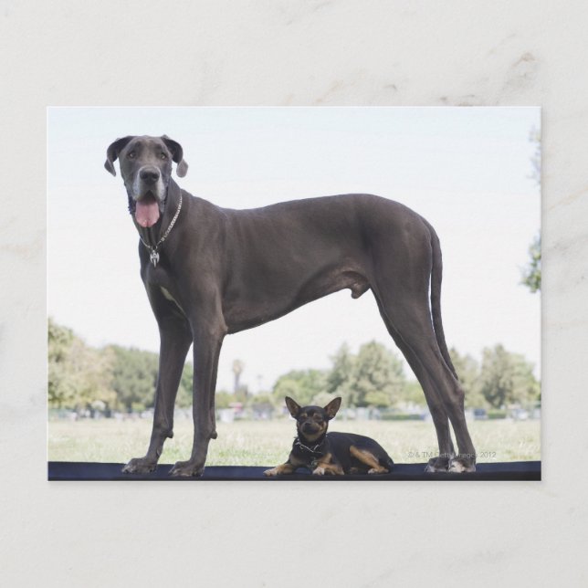 Great dane and small mixed-breed dog postcard (Front)