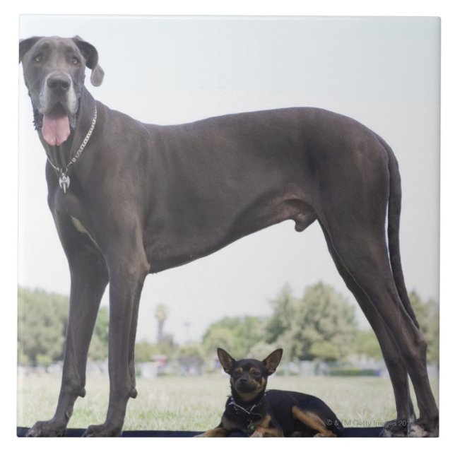 Great dane and small mixed-breed dog tile (Front)