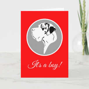 Great Dane Big Head merle Announcement
