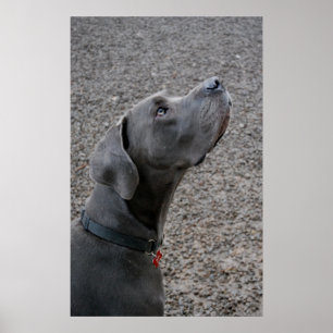 Great Dane blue Poster