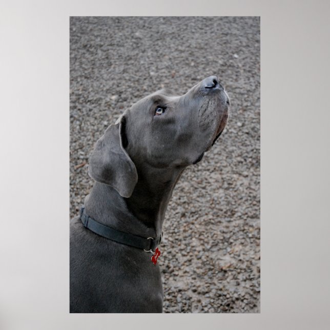 Great Dane blue Poster (Front)