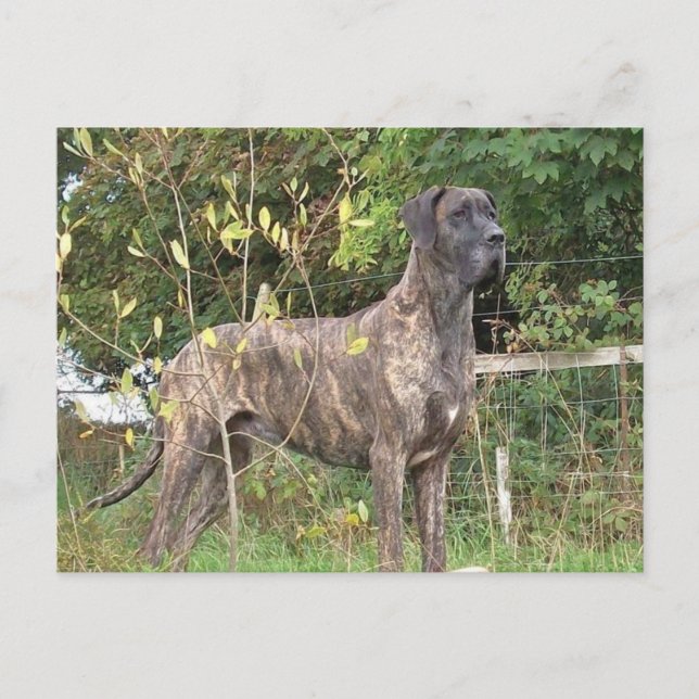 great dane brindle full postcard (Front)