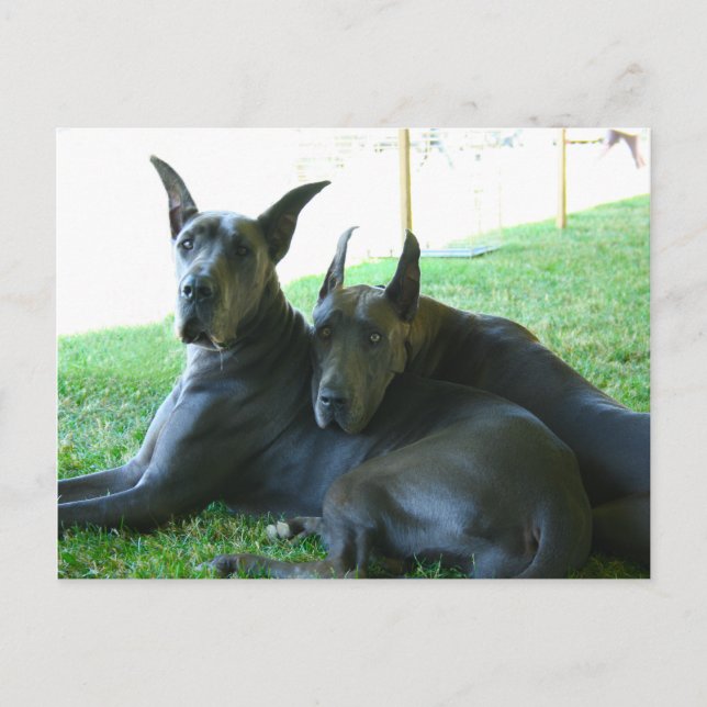 Great Dane Buddies Postcard (Front)