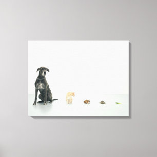 Great Dane, cat, guinea pig, tortoise and slug Canvas Print