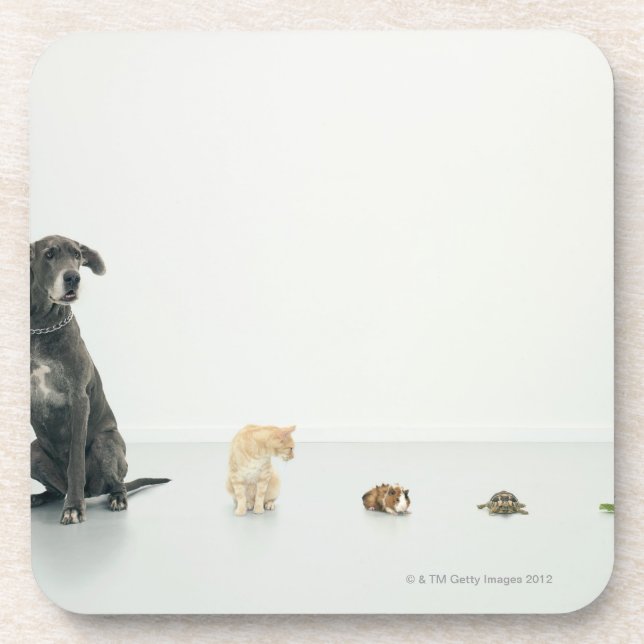 Great Dane, cat, guinea pig, tortoise and slug Coaster (Front)