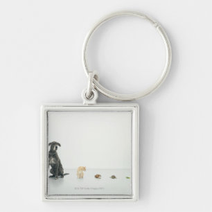 Great Dane, cat, guinea pig, tortoise and slug Keychain