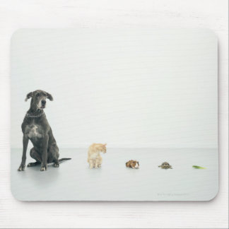 Great Dane, cat, guinea pig, tortoise and slug Mouse Pad