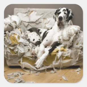 Great Dane Chewed Sofa Pet Sitter Dog Walker  Square Sticker