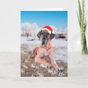 Great Dane Christmas Holiday Card