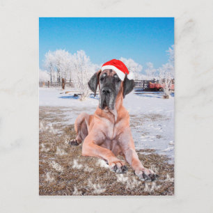 Great Dane Christmas Holiday Postcard