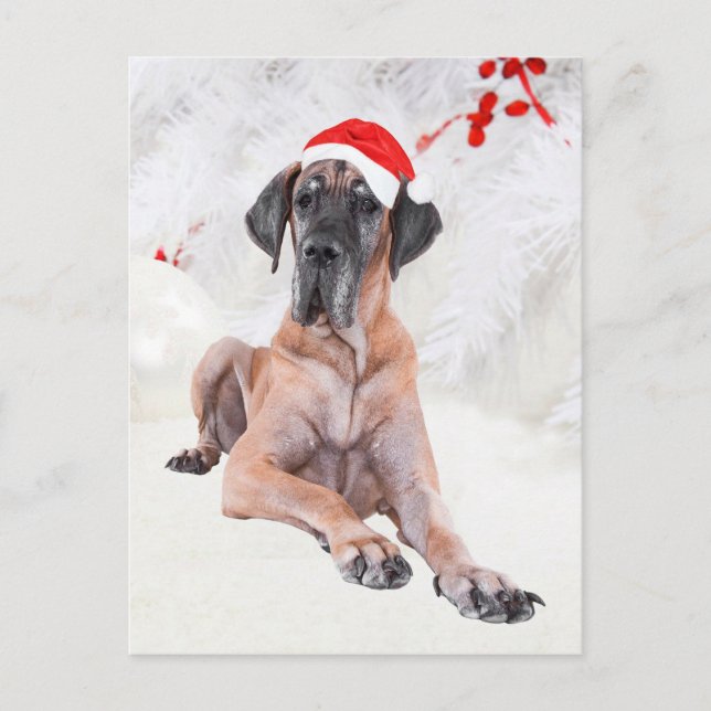 Great Dane Christmas Holiday Postcard (Front)