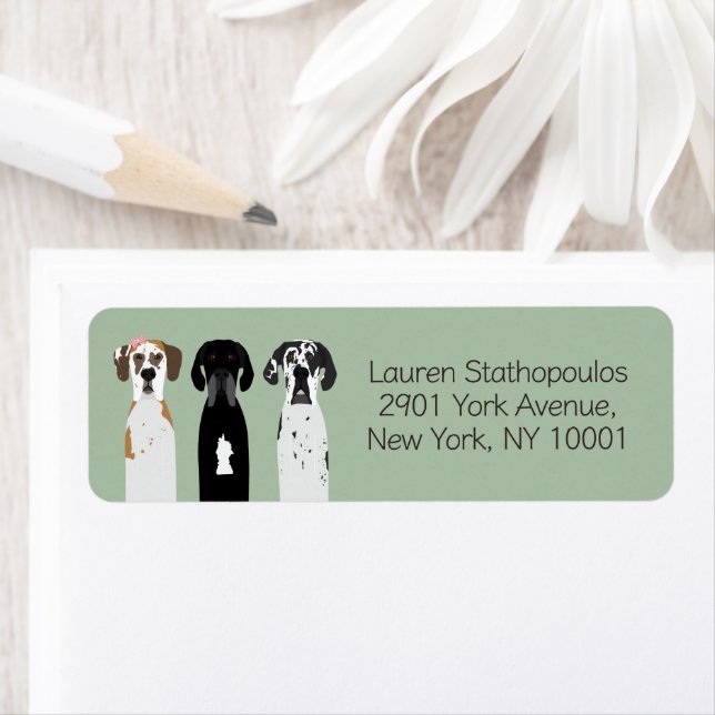 Great Dane Dogs (Insitu)