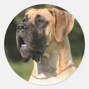 Great Dane - fawn v Deutsche Dogge - yellow Classic Round Sticker