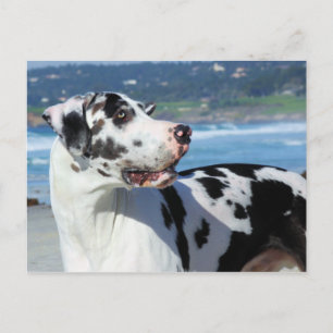 Great Dane - Harlequin - Bogey Postcard