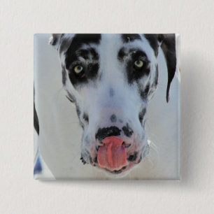Great Dane - Harlequin - My Tongue Touches My Nose 2 Inch Square Button