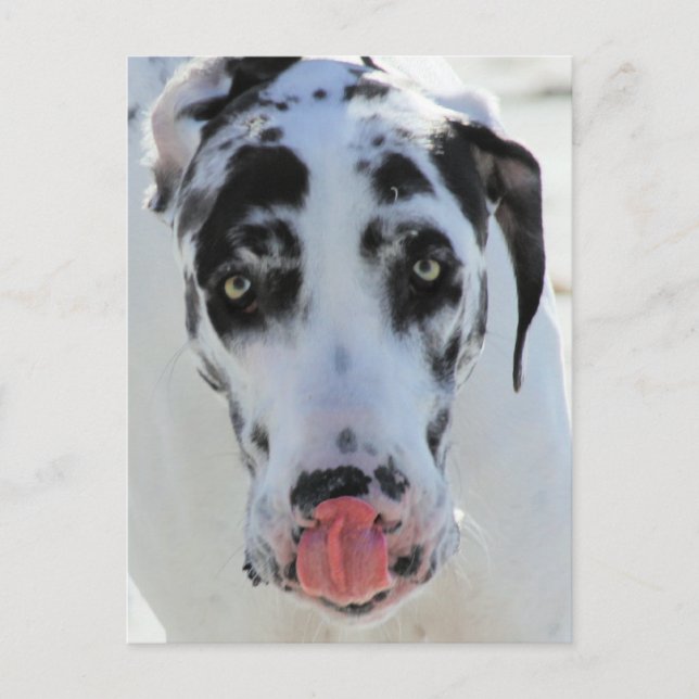 Great Dane - Harlequin - My Tongue Touches My Nose Postcard (Front)