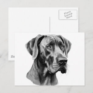 Great Dane Head drawing Postcard