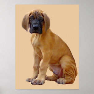 Great Dane King of Dogs Print