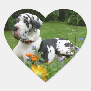 Great Dane lovely photography Heart Sticker