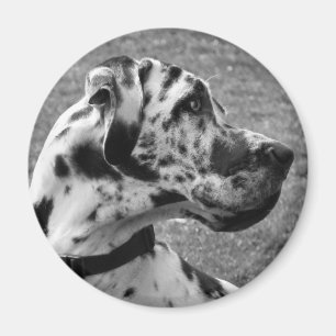 GREAT DANE MAGNET
