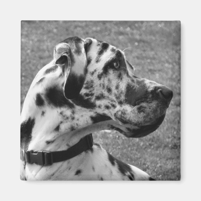 GREAT DANE MAGNET (Front)