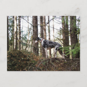 Great Dane Marlie dans Woods Carte postale