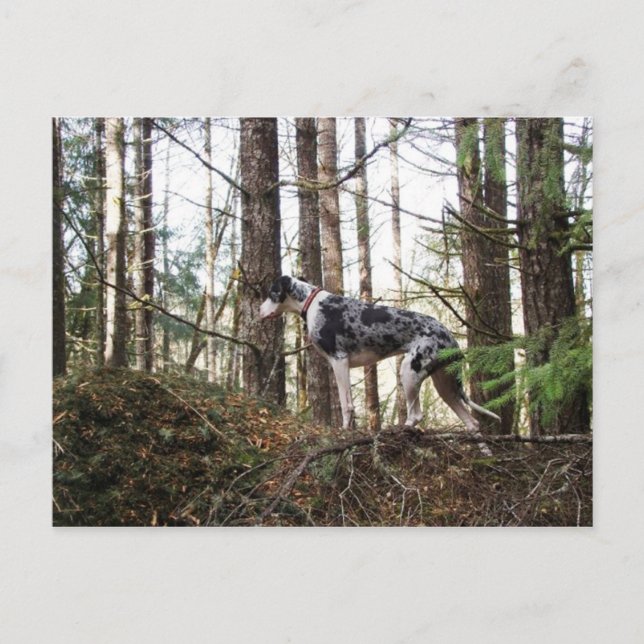 Great Dane Marlie dans Woods Carte postale (Devant)