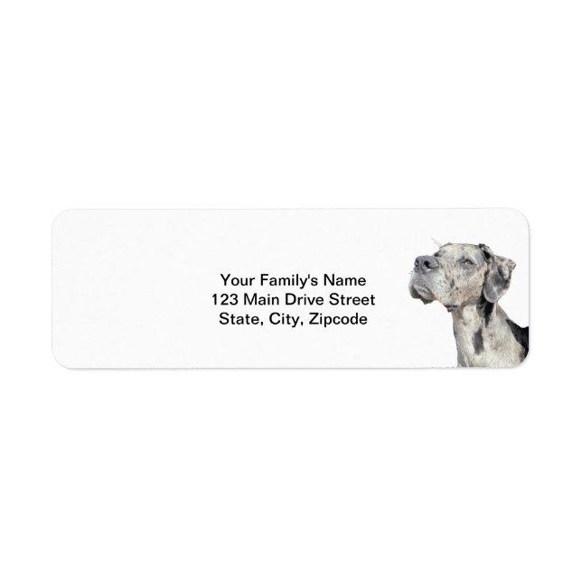 Great Dane Merle Retour Livraison (Devant)
