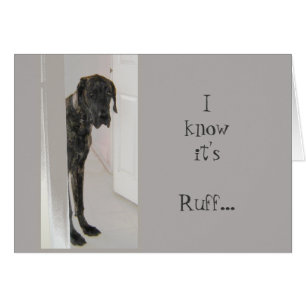 Great Dane Pet Dog C'est Been Ruff Je suis là pour