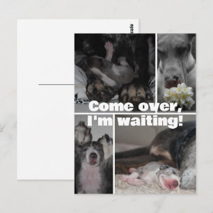 Great Dane Photography Postcard