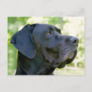 Great Dane Postcard
