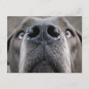 Great Dane Postcard