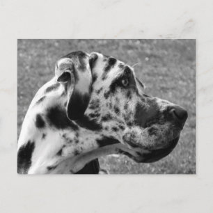 GREAT DANE POSTCARD