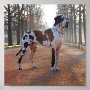Great Dane Poster