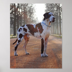 Great Dane Poster