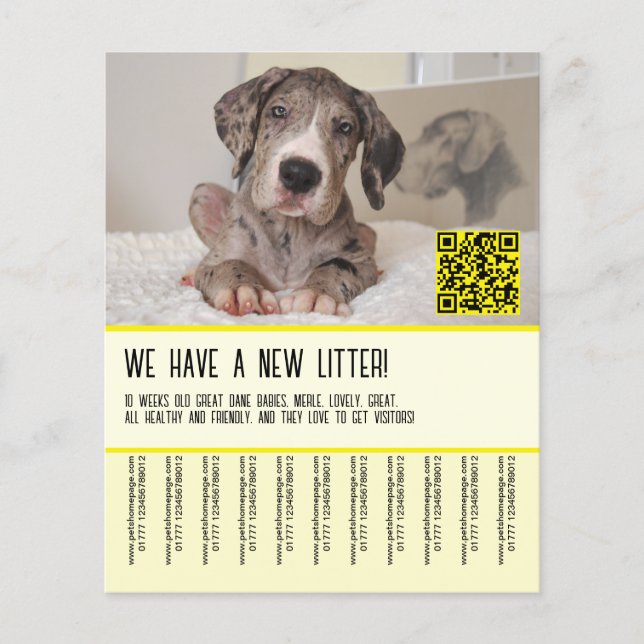 Great Dane Puppies for Sale Flyer (Front)