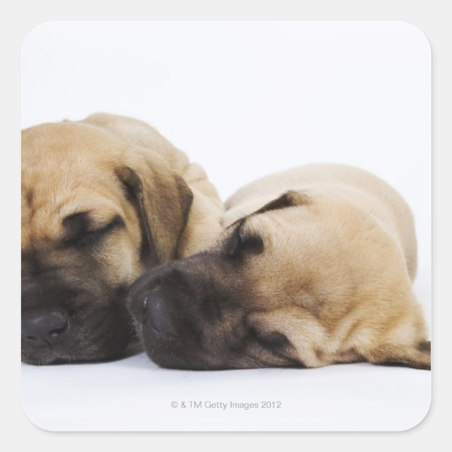 Great Dane puppies sleeping side by side in Square Sticker (Front)