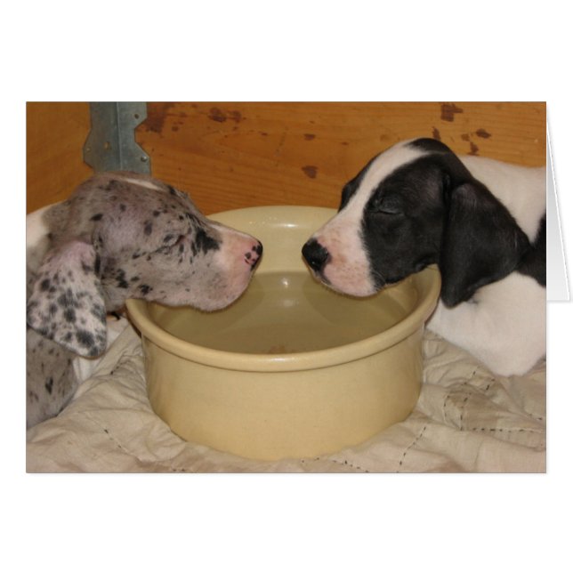 Great Dane Puppies 'Two Tired' (Front Horizontal)