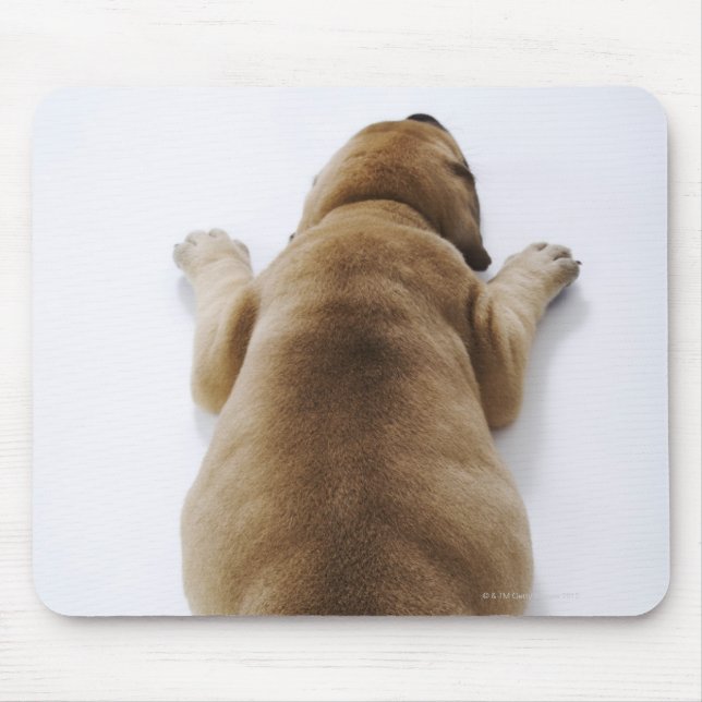 Great Dane puppy lying down in studio, overhead Mouse Pad (Front)
