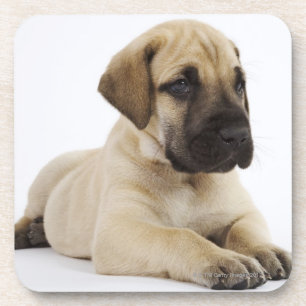 Great Dane puppy Lying in Studio Coaster