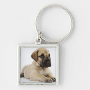Great Dane puppy Lying in Studio Keychain