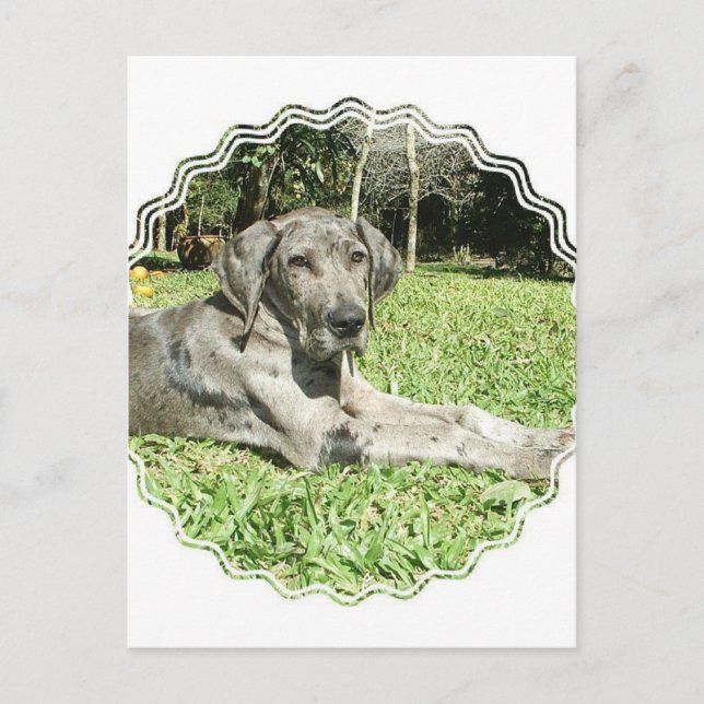 Great Dane Puppy Postcard (Front)