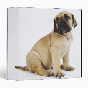 Great Dane Puppy Sitting in Studio Binder