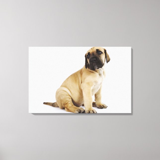 Great Dane Puppy Sitting in Studio Canvas Print (Front)