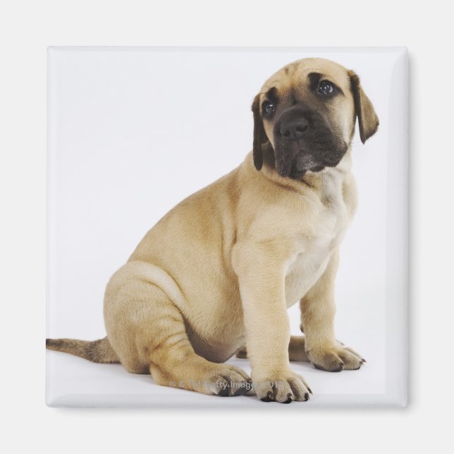 Great Dane Puppy Sitting in Studio Magnet (Front)