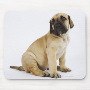Great Dane Puppy Sitting in Studio Mouse Pad