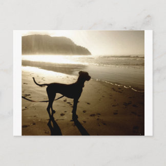 Great Dane Puppy Sunset Postcard